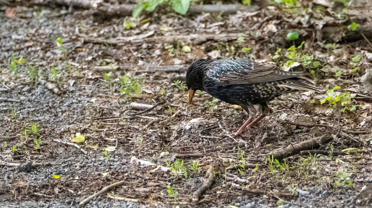 European Starling - Matt M.