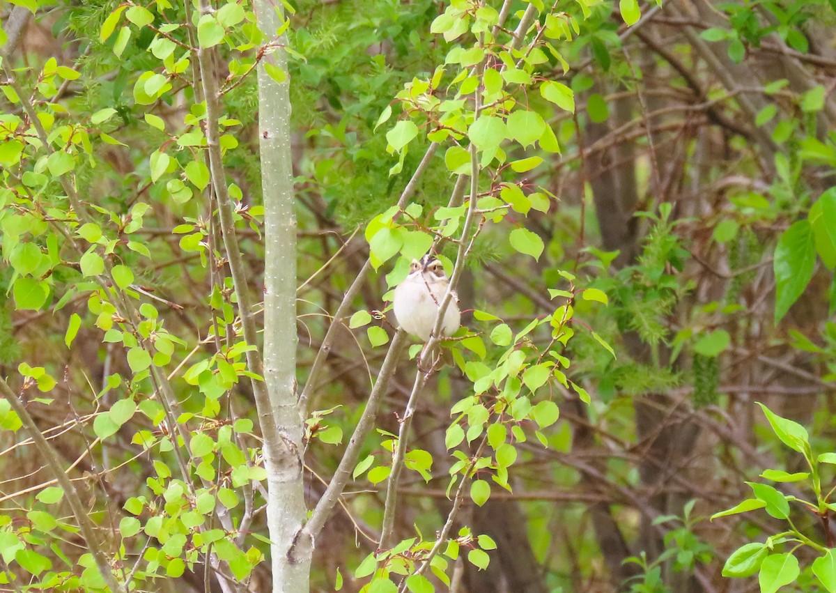 Clay-colored Sparrow - Alfred Scott