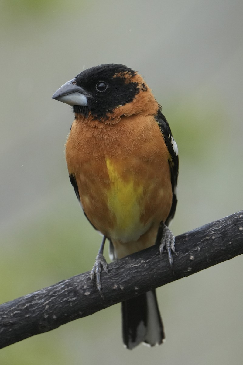 Black-headed Grosbeak - Chris Daniels