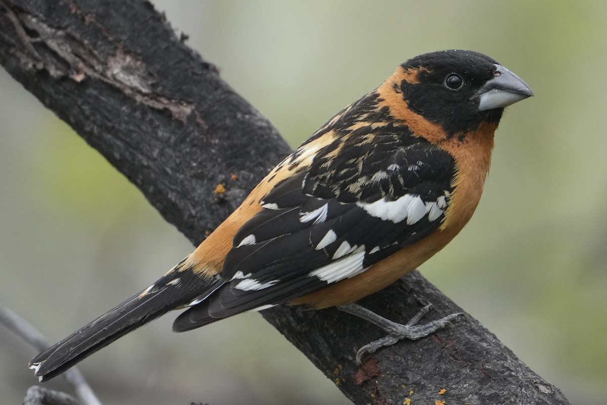 Black-headed Grosbeak - Chris Daniels