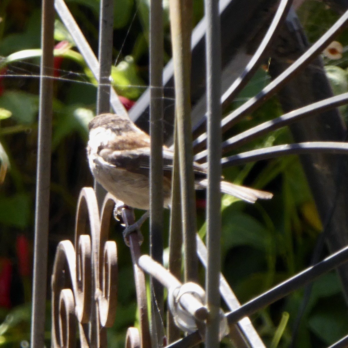 Chestnut-backed Chickadee - Anonymous