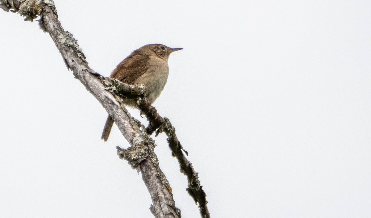 House Wren - Matt M.