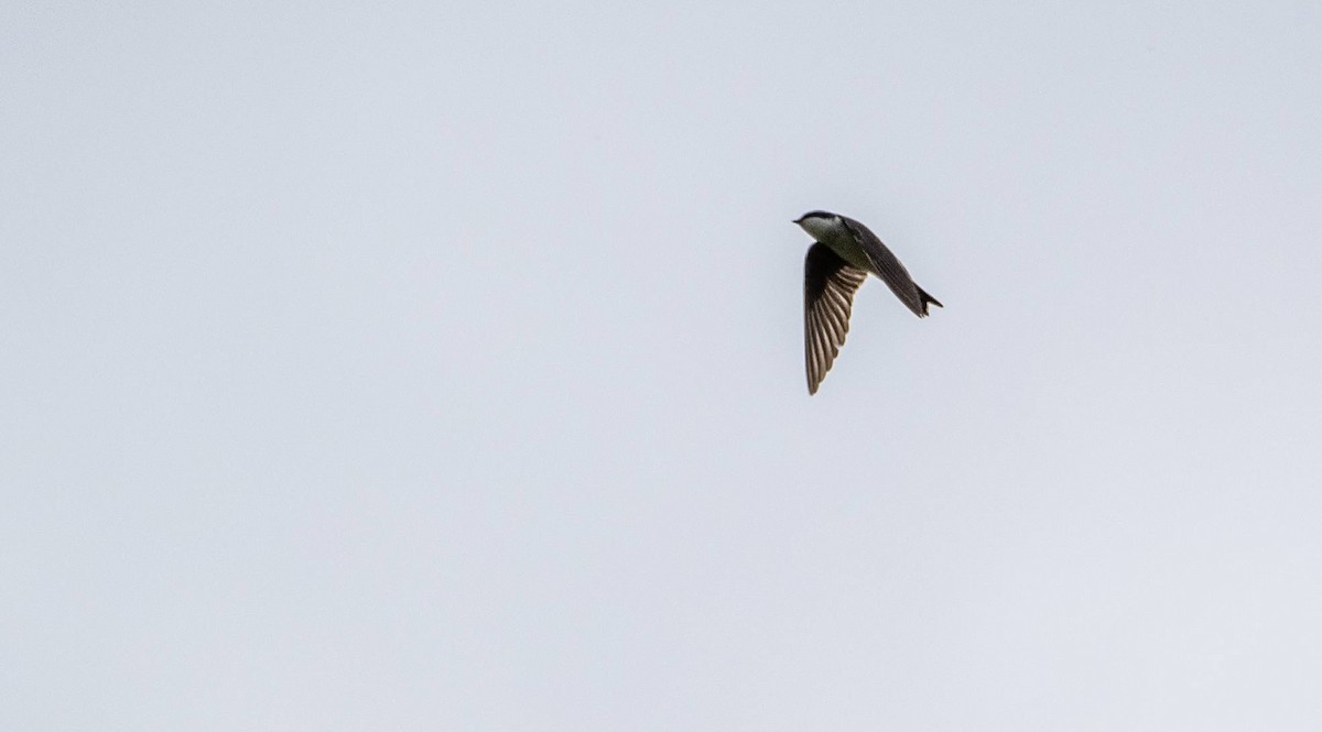 Tree Swallow - Matt M.