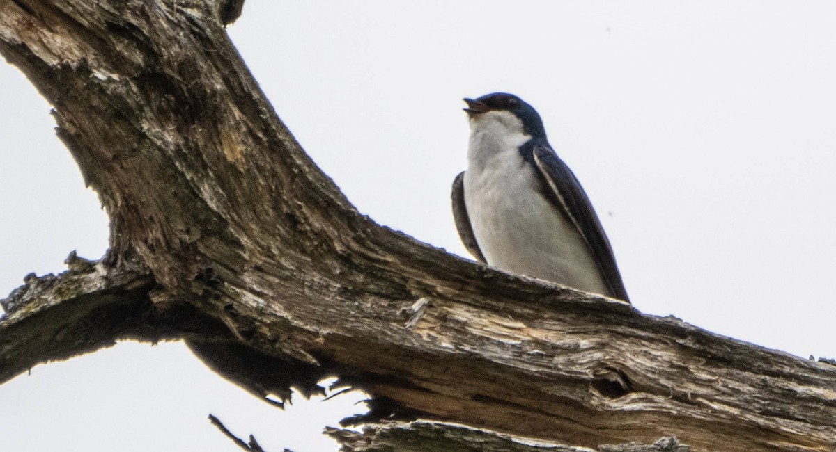 Tree Swallow - Matt M.