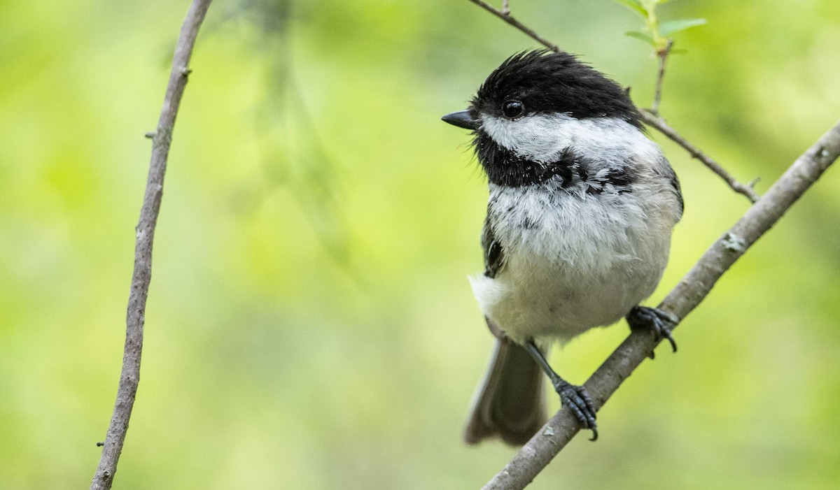 Black-capped Chickadee - Matt M.