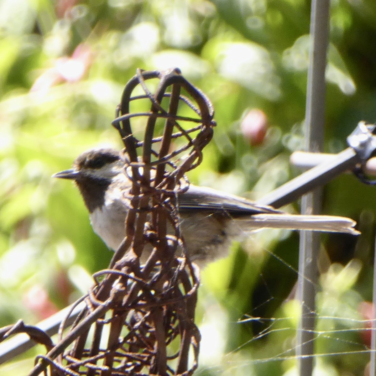 Chestnut-backed Chickadee - Anonymous