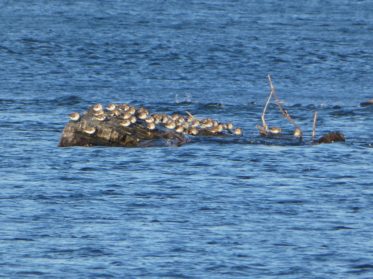 Semipalmated Sandpiper - Marieta Manolova