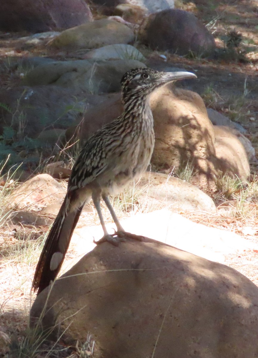 Greater Roadrunner - Joe Weiss