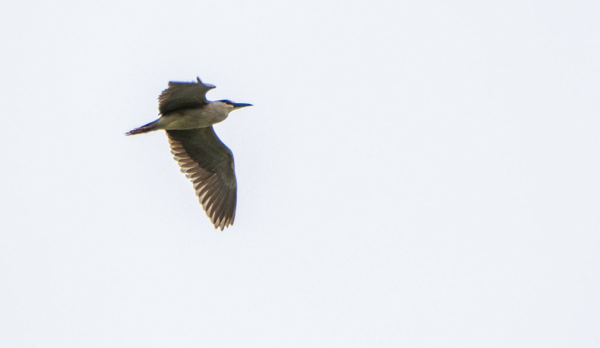 Black-crowned Night Heron - Matt M.