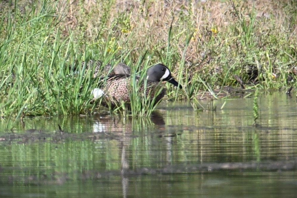 Blue-winged Teal - Wayne Wauligman