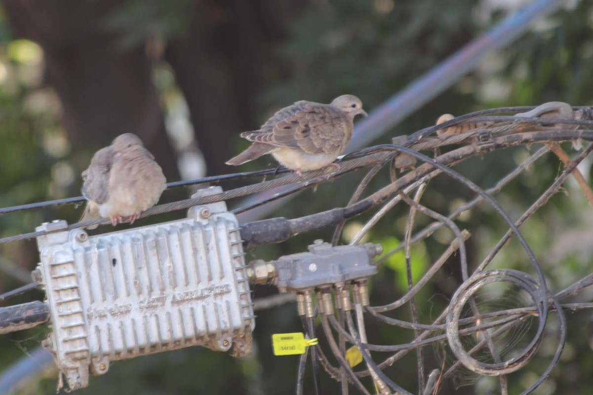 Eared Dove - Pierina A. Bermejo