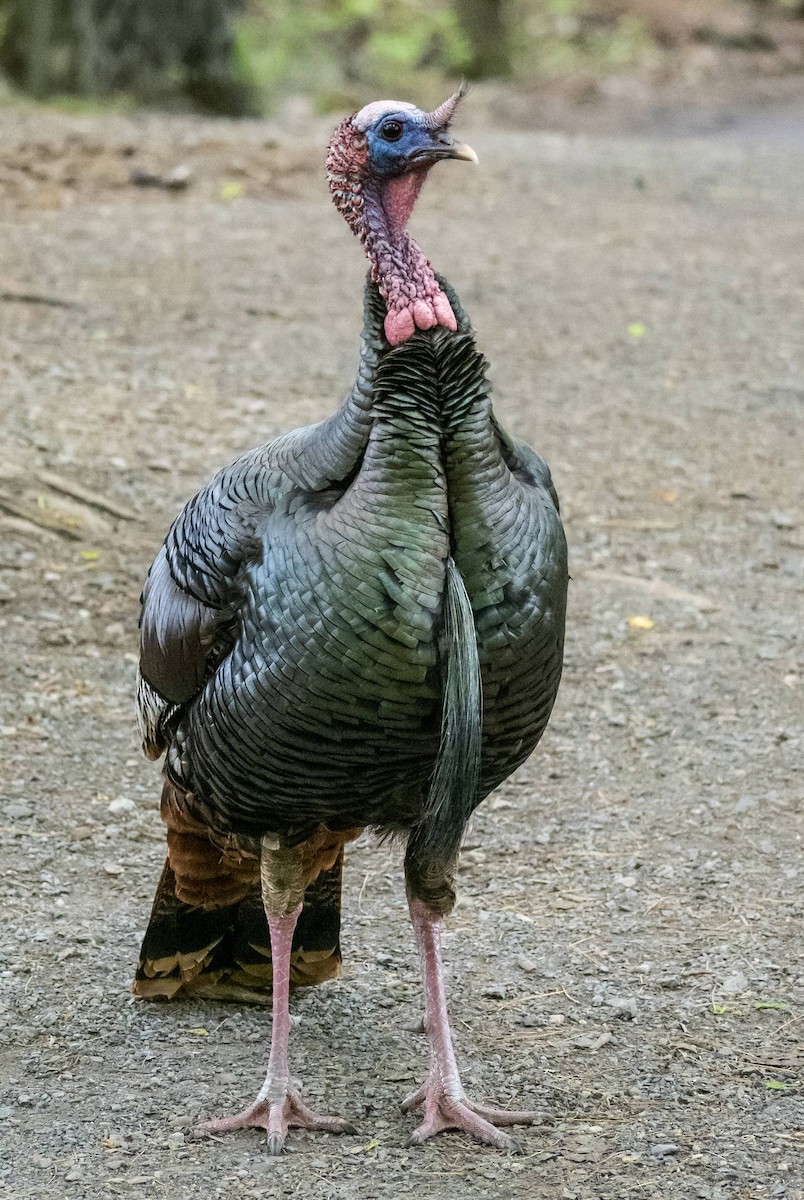 Wild Turkey - Matt M.