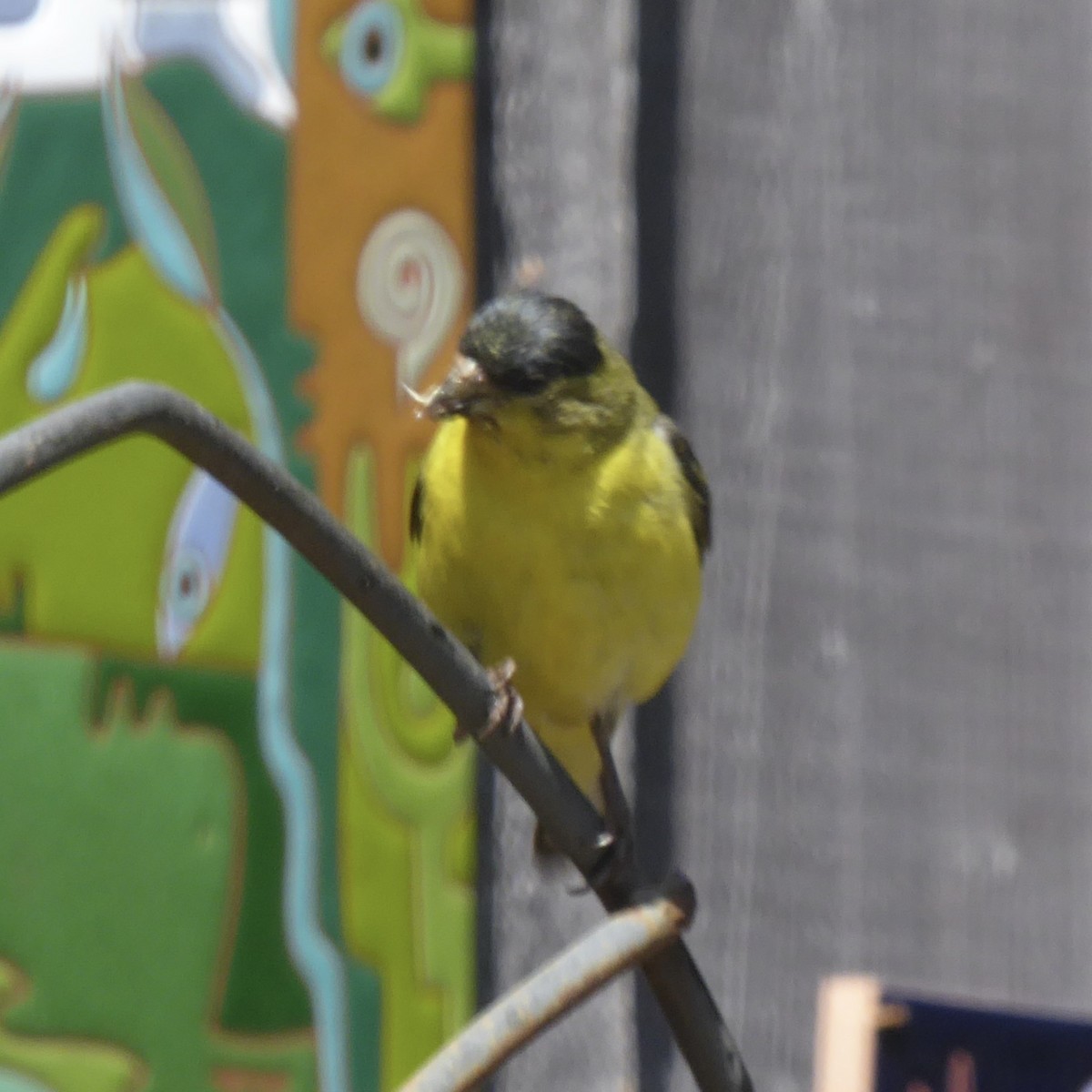 Lesser Goldfinch - Anonymous