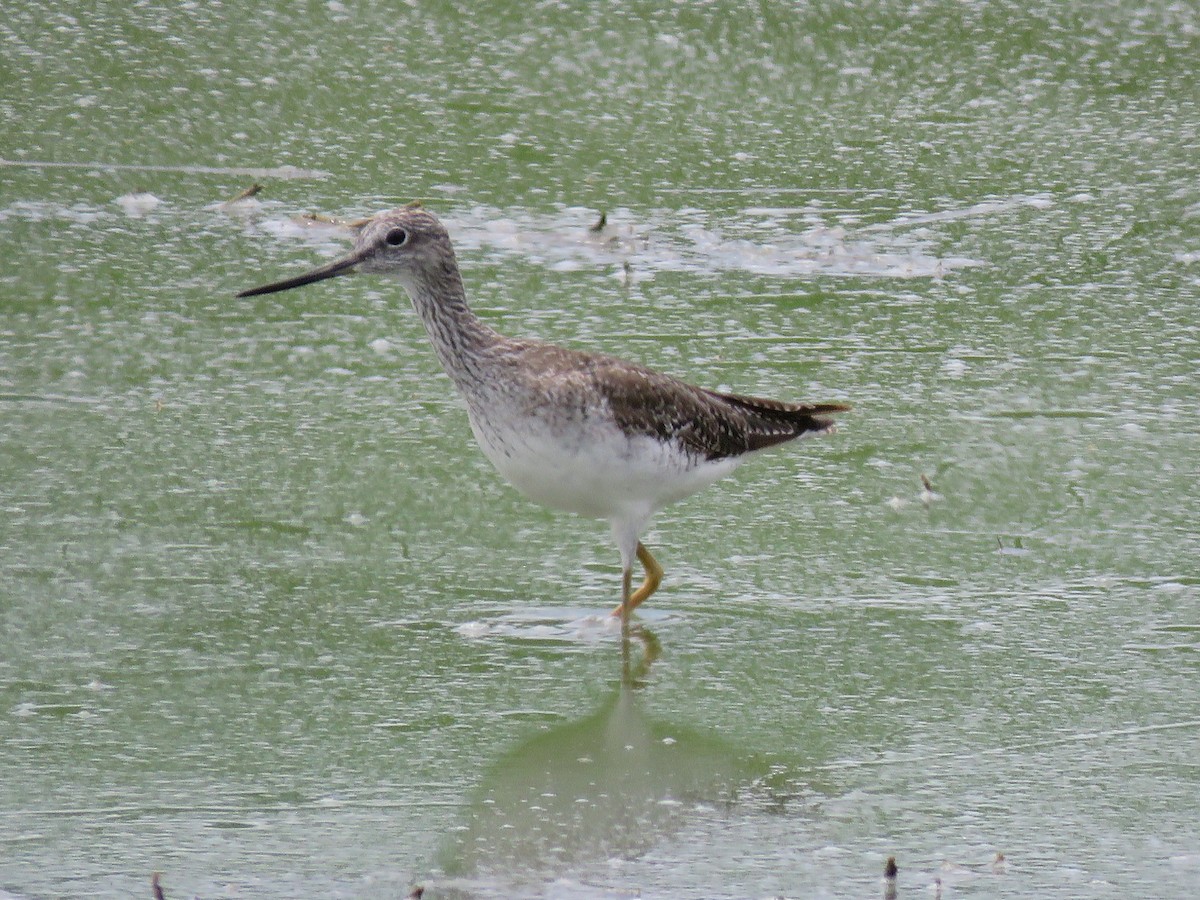 Greater Yellowlegs - Christine W.