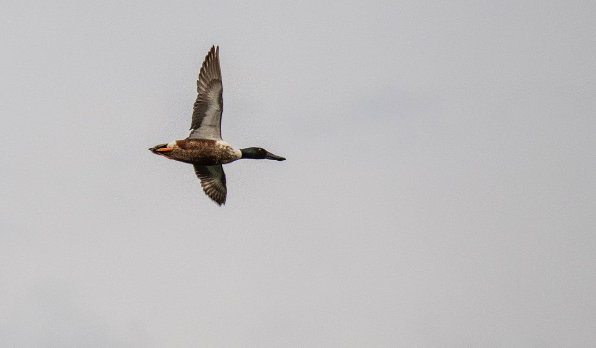 Northern Shoveler - Matt M.