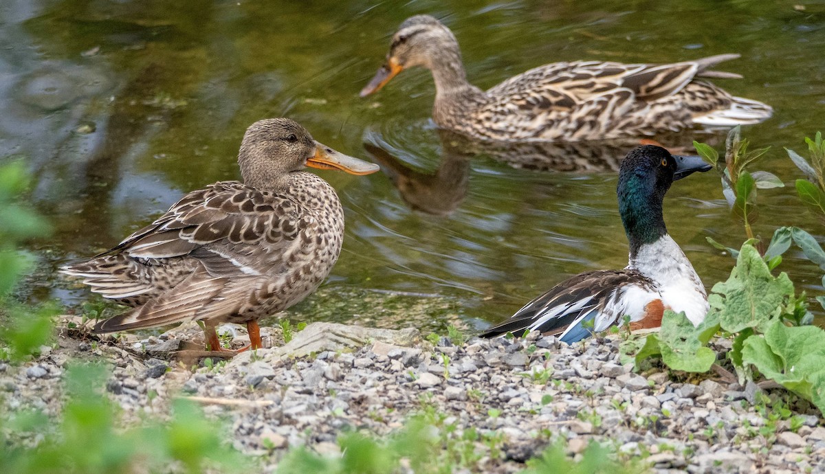 Northern Shoveler - Matt M.