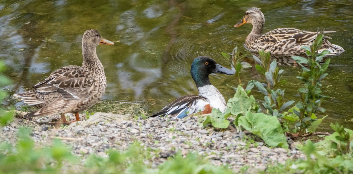 Northern Shoveler - Matt M.