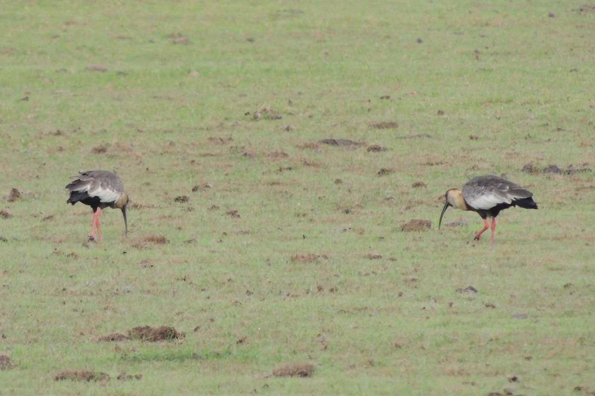 Buff-necked Ibis - Licinio Garrido Hoyos