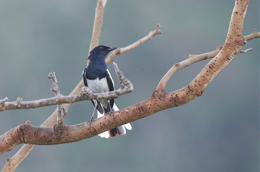 Oriental Magpie-Robin - Fareed Mohmed