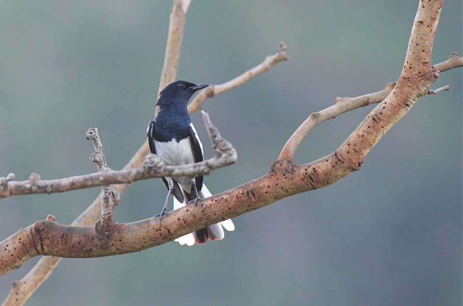 Oriental Magpie-Robin - ML619510726