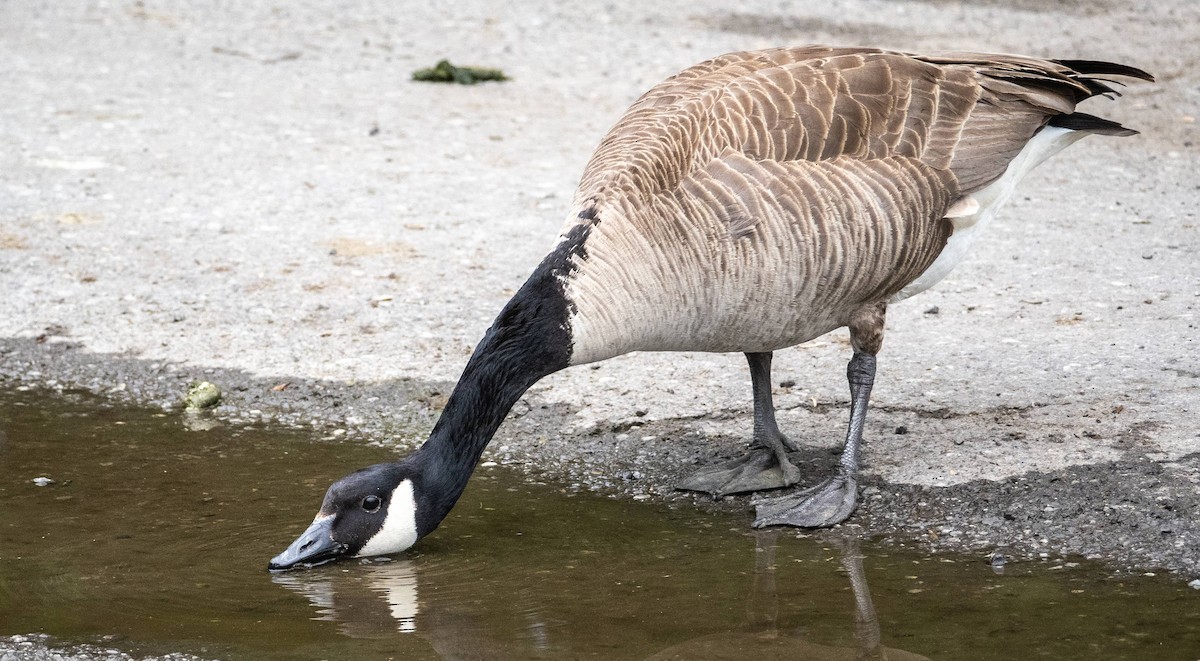 Canada Goose - Matt M.