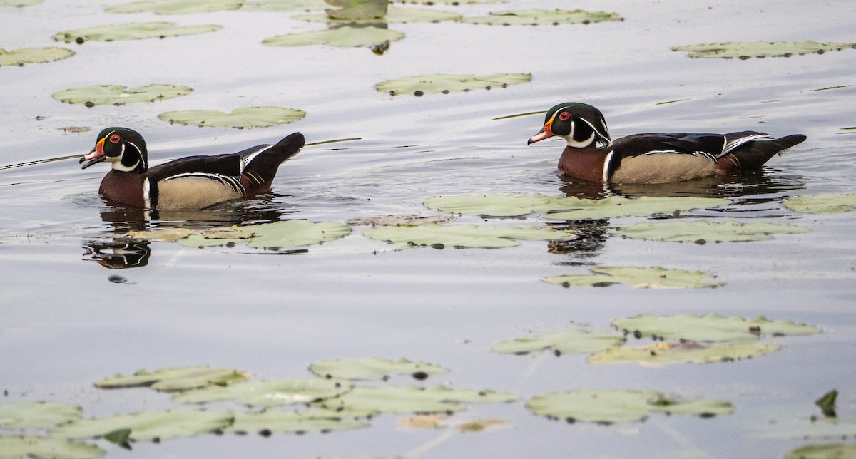 Wood Duck - Matt M.