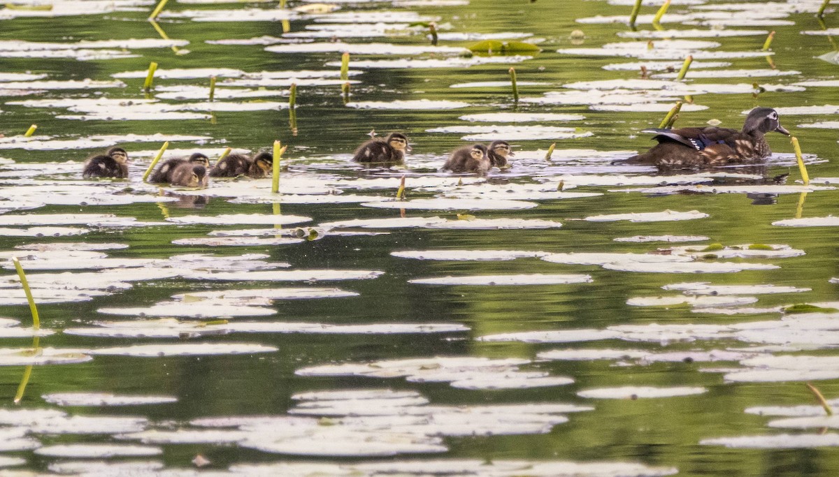 Wood Duck - Matt M.