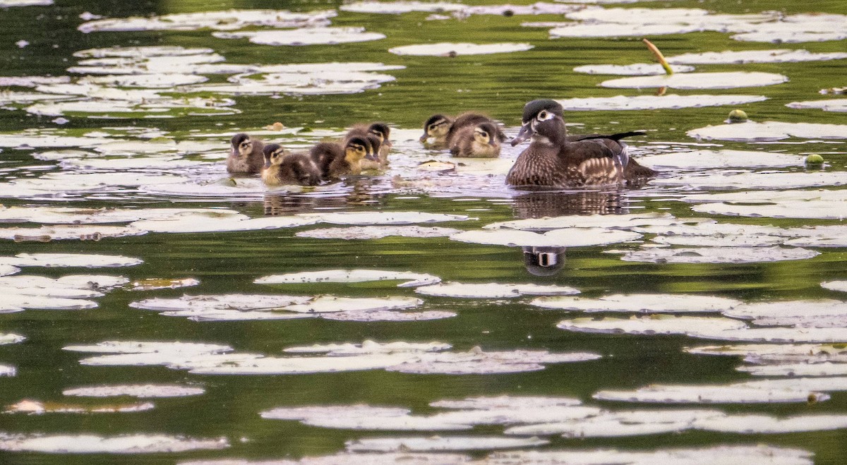 Wood Duck - Matt M.