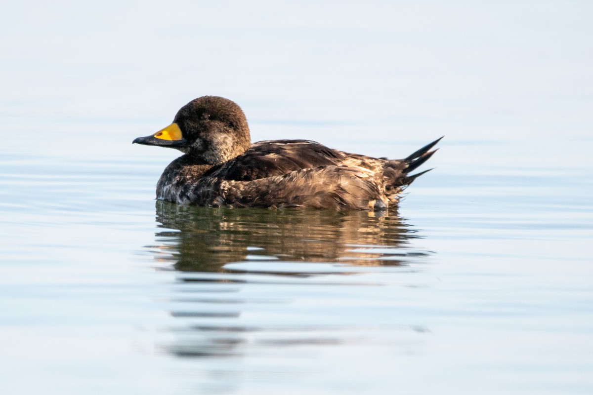 Black Scoter - Karen Hardy