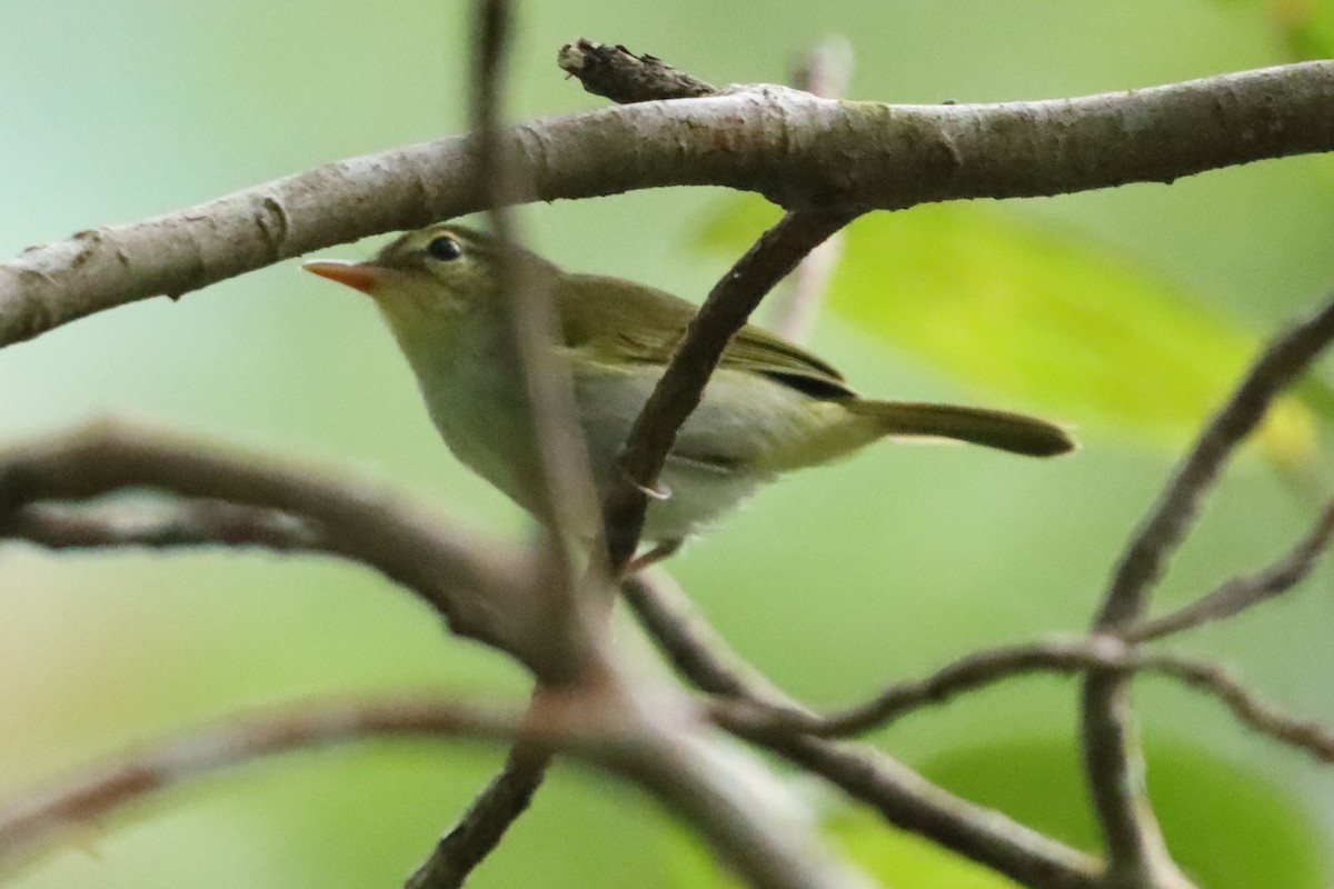 Lemon-throated Leaf Warbler - ML619510739