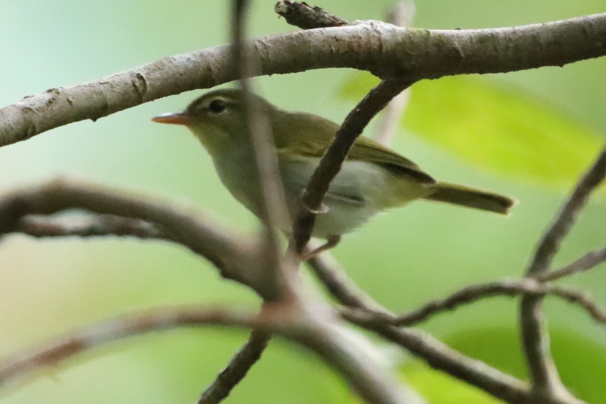 Lemon-throated Leaf Warbler - ML619510740