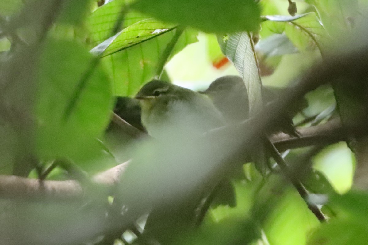 Lemon-throated Leaf Warbler - ML619510741