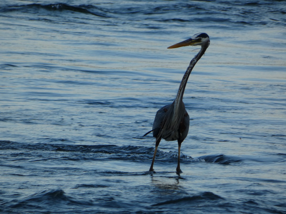 Great Blue Heron - Marieta Manolova