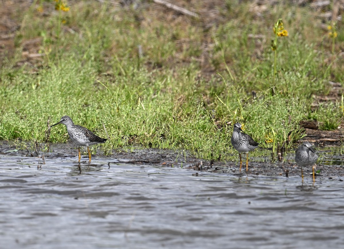 Greater Yellowlegs - ML619510745