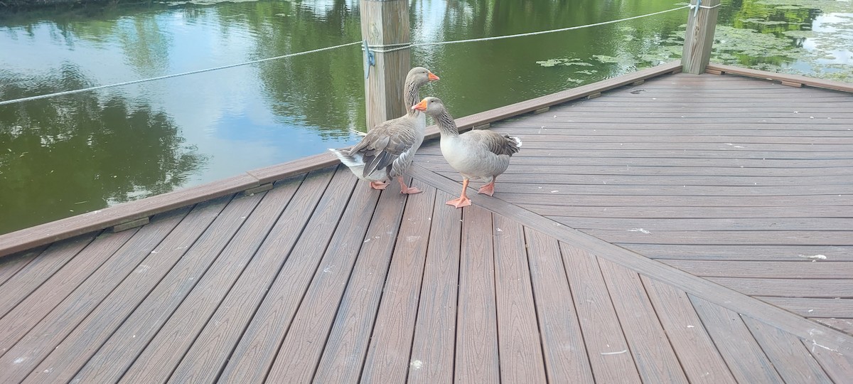 Graylag Goose (Domestic type) - Kal Ivanov