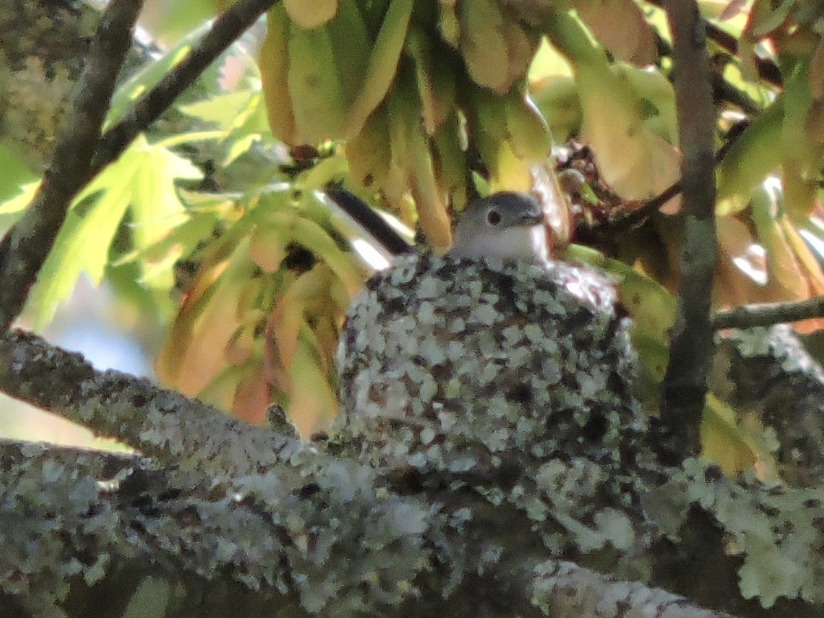 Blue-gray Gnatcatcher - John Boback