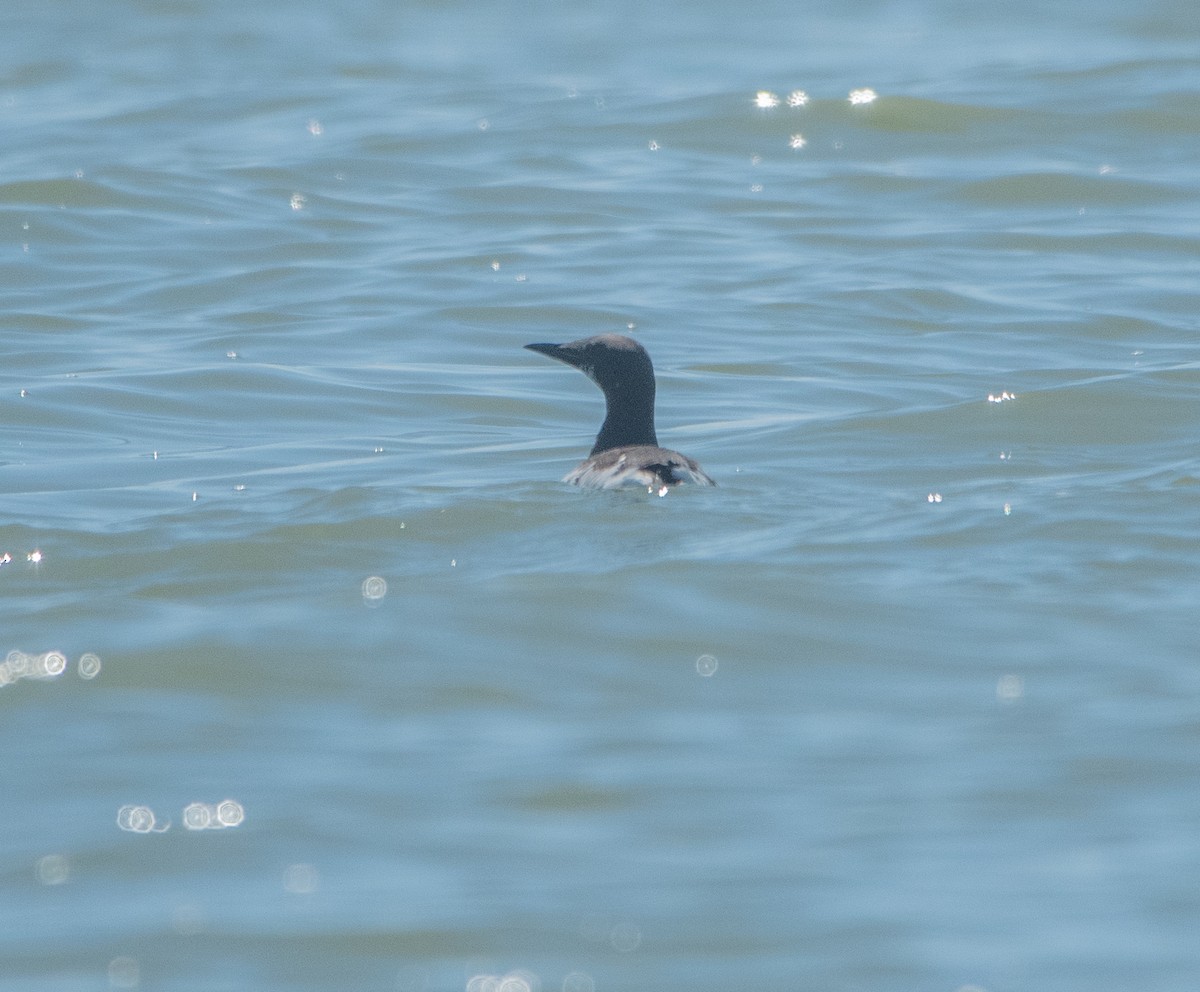 Common Murre - Sunny Zhang