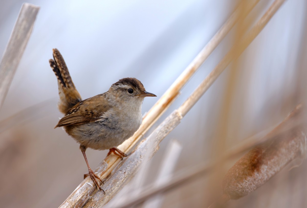 Marsh Wren - Braydon Luikart