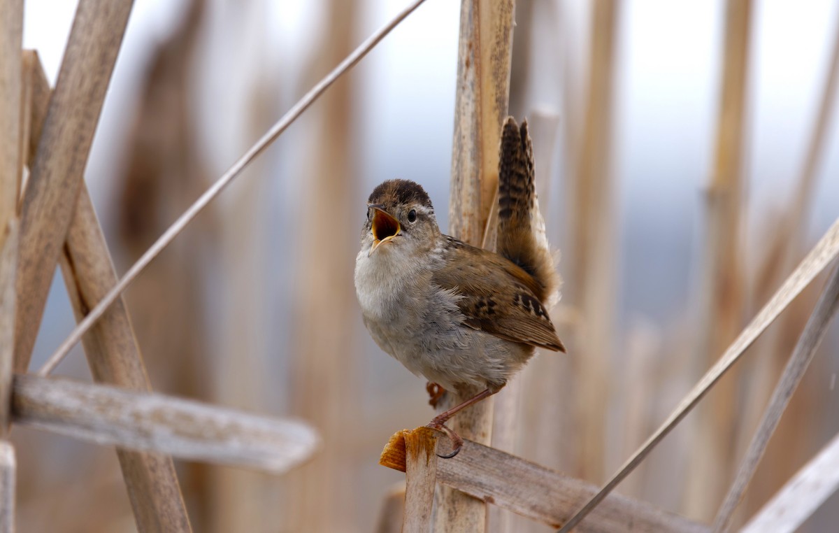 Marsh Wren (plesius Group) - ML619510754