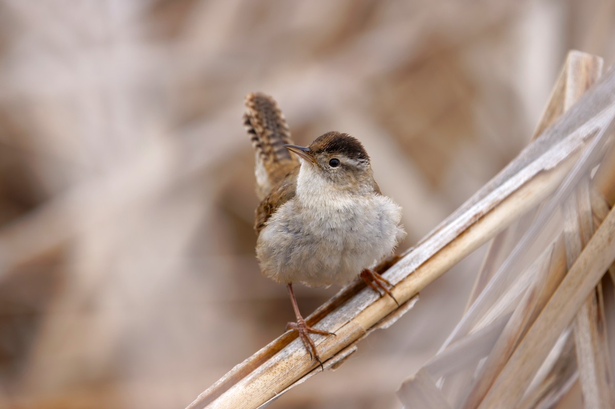 Marsh Wren (plesius Group) - ML619510755