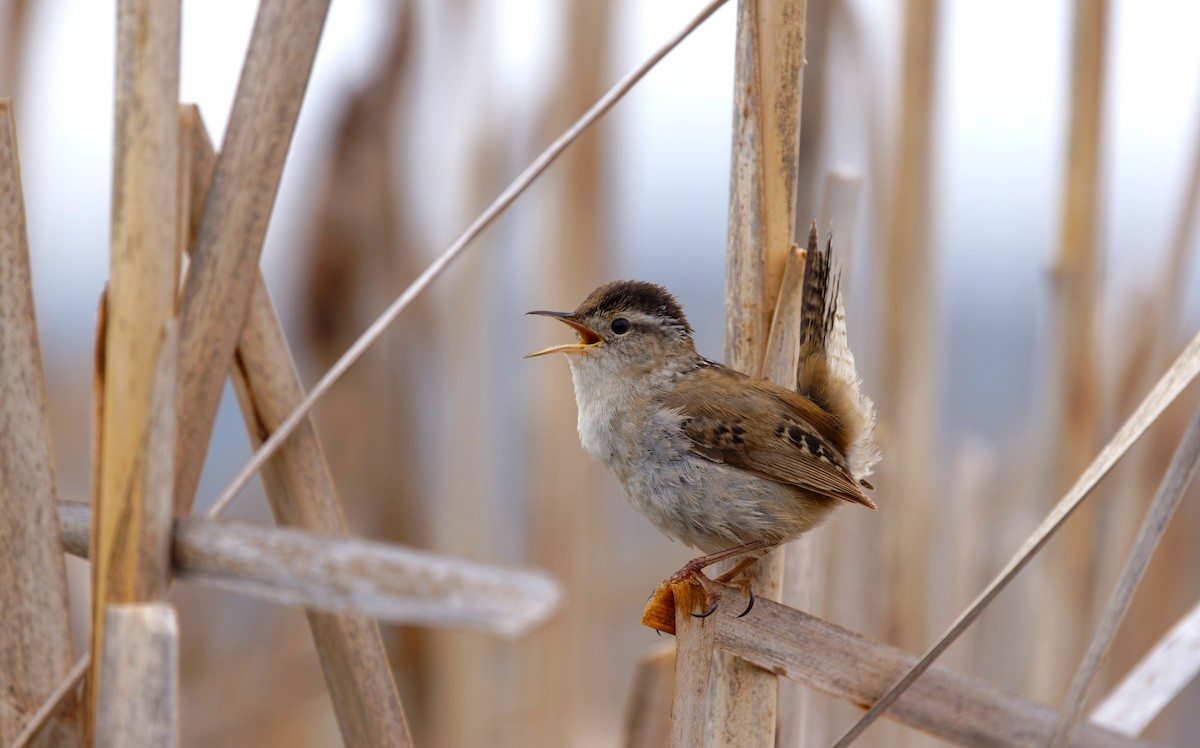 Marsh Wren (plesius Group) - ML619510757