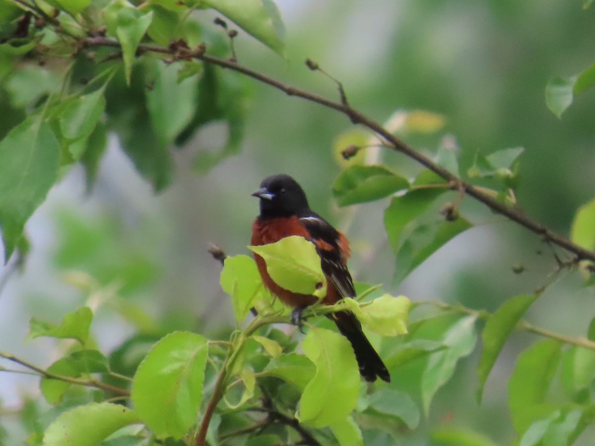 Orchard Oriole - Carrie Bell