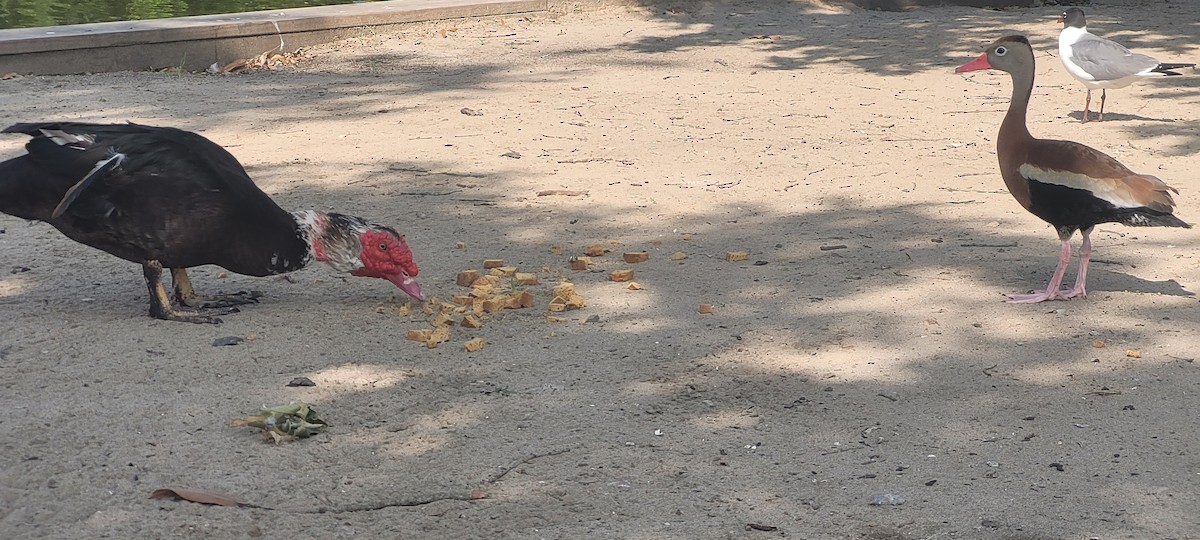 Muscovy Duck (Domestic type) - ML619510783