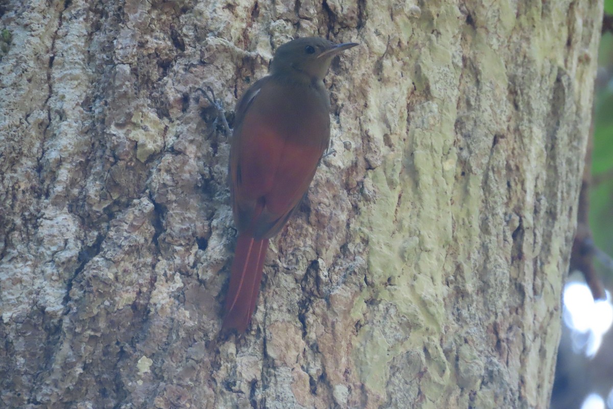 Olivaceous Woodcreeper - David Brinkman