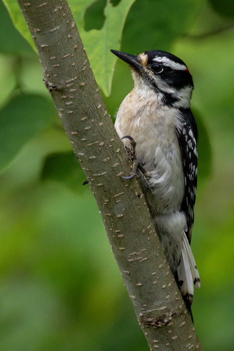 Downy Woodpecker - Tom Blevins