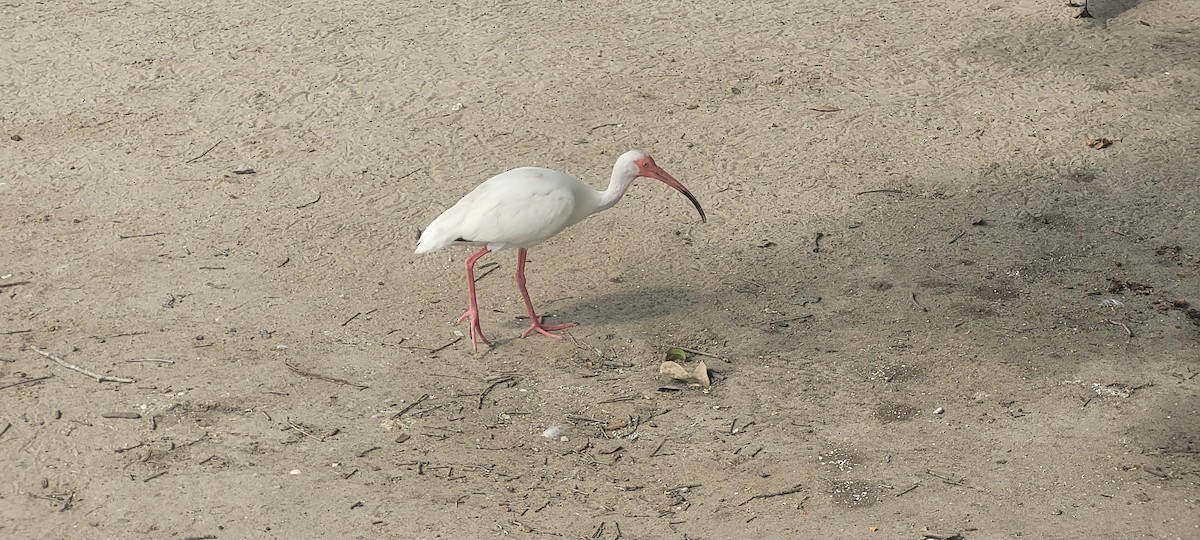 Ibis blanc - ML619510792