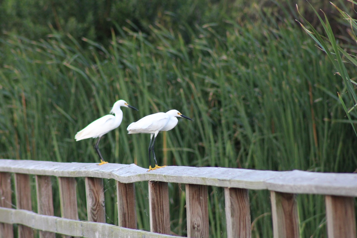 Snowy Egret - Anonymous