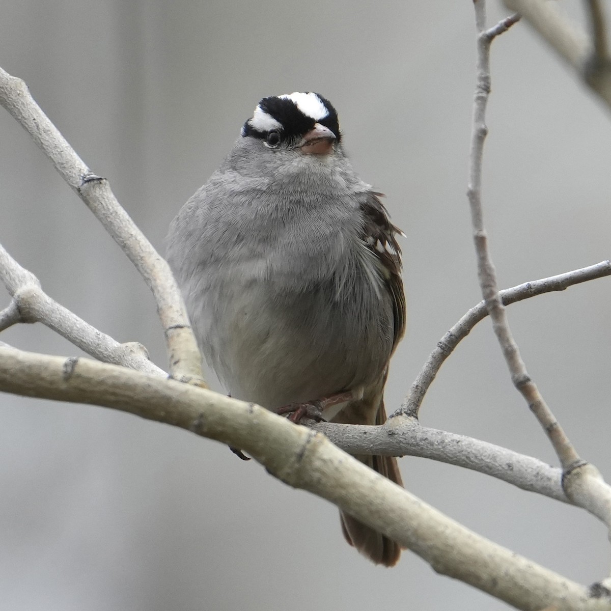 White-crowned Sparrow - Chris Daniels