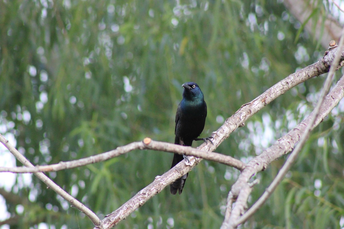 Common Grackle - Anonymous