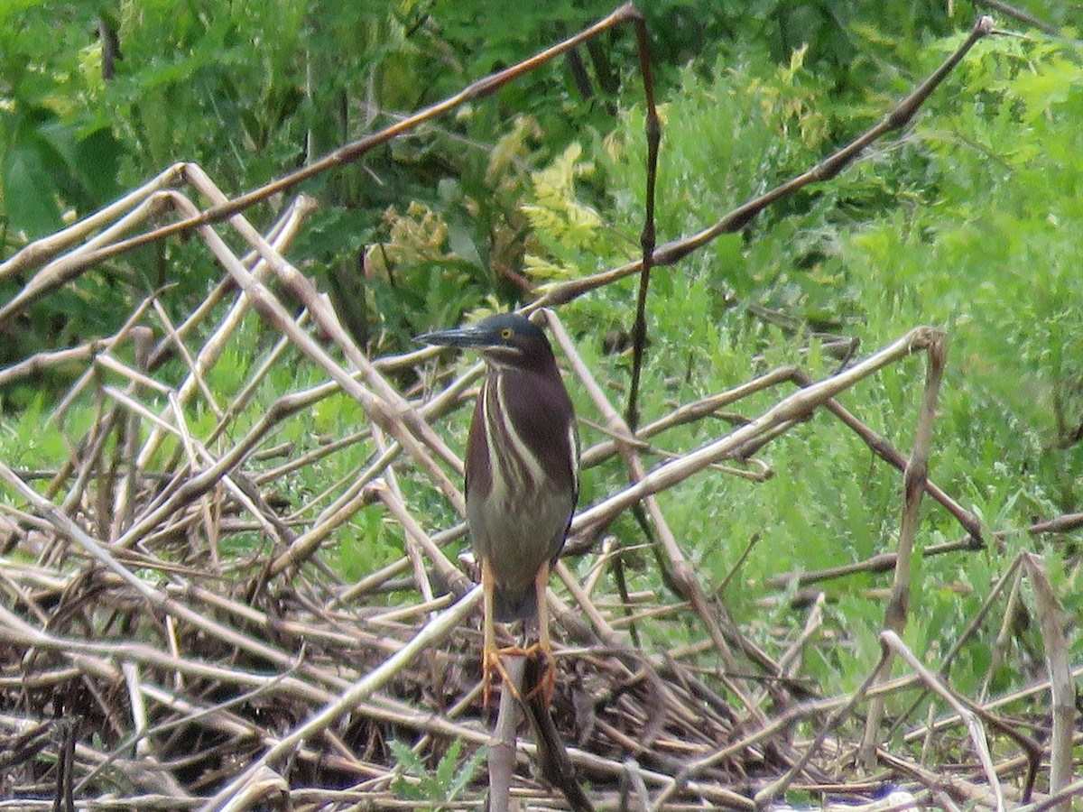 Green Heron - Christine W.